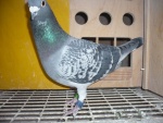 "Mithrandir" 18-6187133